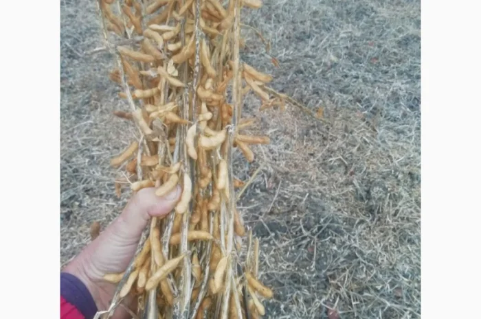 Продажа семян сои Сенсор, среднеспелый сорт, раундапный- фото № 6