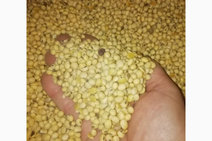 Продажа семян сои Сенсор, среднеспелый сорт, раундапный- фото № 7