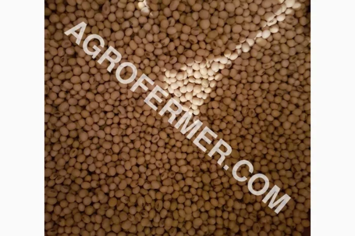 Семена сои ABEE - Канадский трансгенный сорт- фото № 2