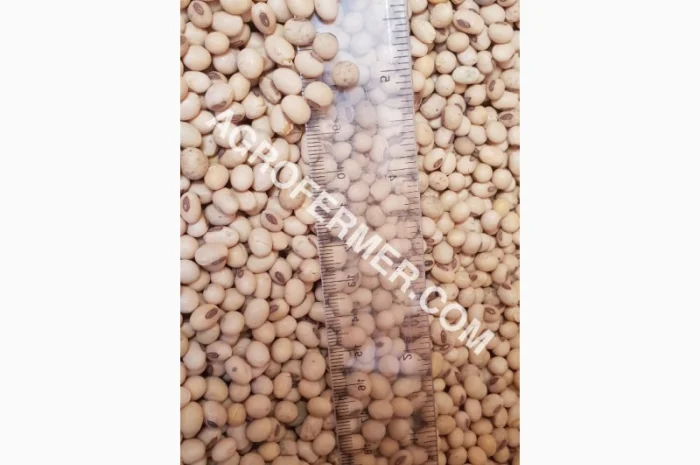 Семена сои ABEE - Канадский трансгенный сорт- фото № 3