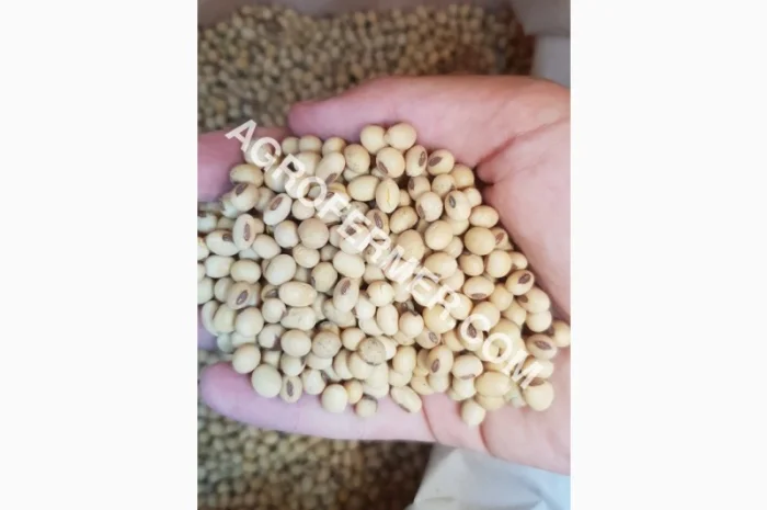 Семена сої COLBY – канадський трансгенний сорт, стійкий до гліфосату- фото № 1