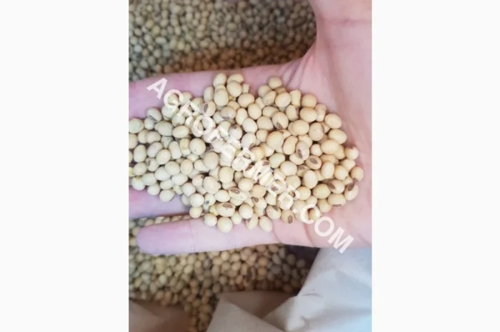 Семена сои DREM - трансгенный сорт, устойчивый к глифосату- фото № 1