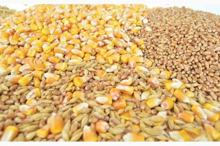 Кукурудза- фото № 1