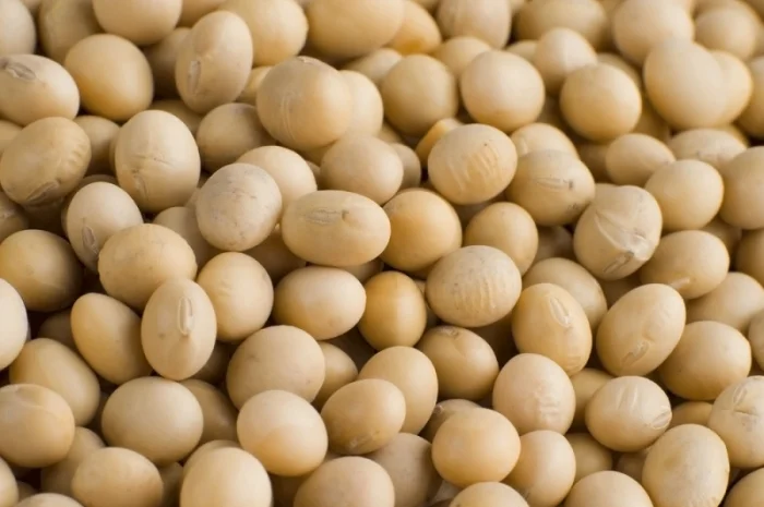 Закупаем сою с содержанием протеина 12/2/37- фото № 1