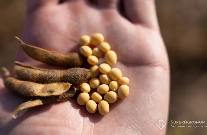 Продам сою ГМО 500 тонн Сумська обл- фото № 1