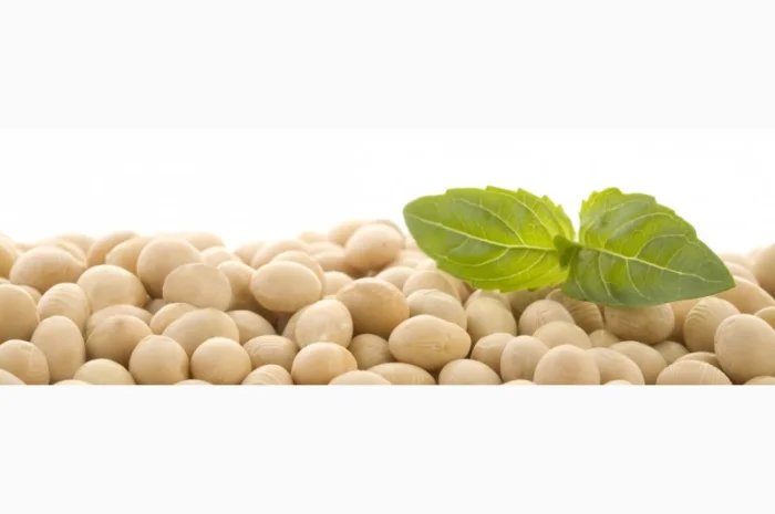 Купляємо сою НЕ ГМО- фото № 1