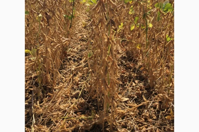 Закупаем сою на переработку- фото № 1