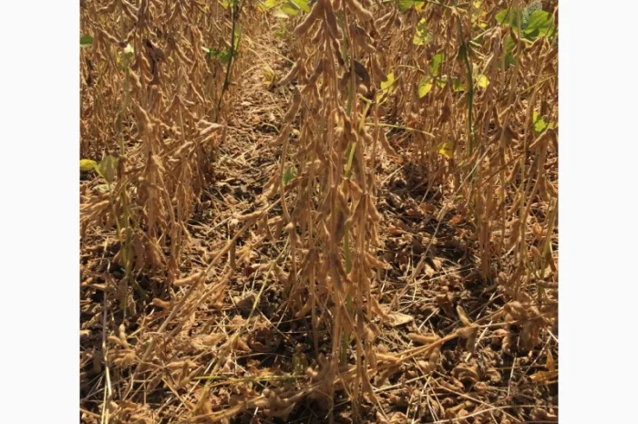 Куплю сою оптом- фото № 1