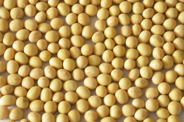Продаж Насіння Сої сорту Артеміда (РН-1)- фото № 1