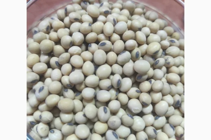 Семена сои Хайстар – высокоурожайный сорт- фото № 1