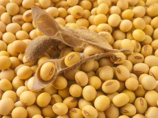 Продам сою ГМО 200 т, Суми- фото № 1