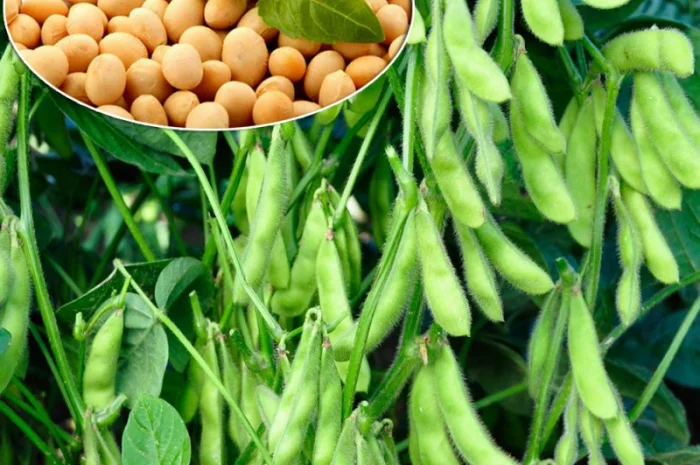 Куплю сою- фото № 1