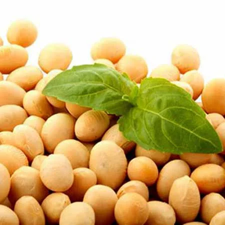 Продам сою ГМО 600 т, Черкаська обл- фото № 1