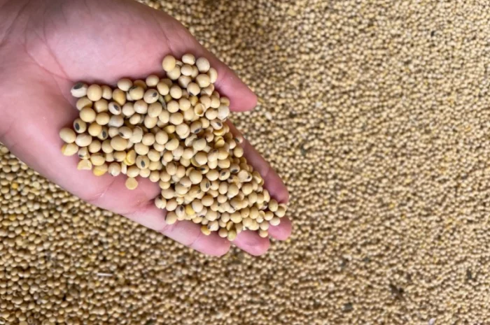 Продается соя с ПДВ по цене 19000- фото № 1