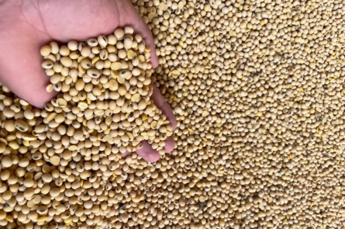 Продается соя с ПДВ по цене 19000- фото № 2