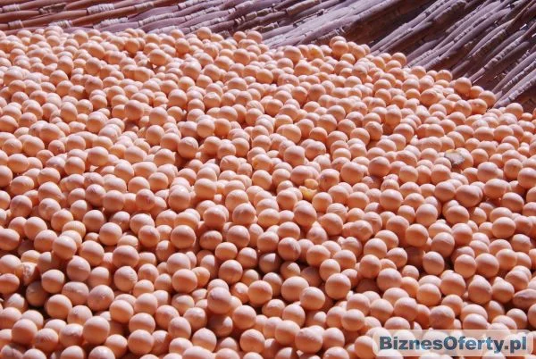 Куплю сою ГМО і не ГМО- фото № 1