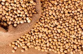 Закупаем сою базовую, от 37+ белка- фото № 1
