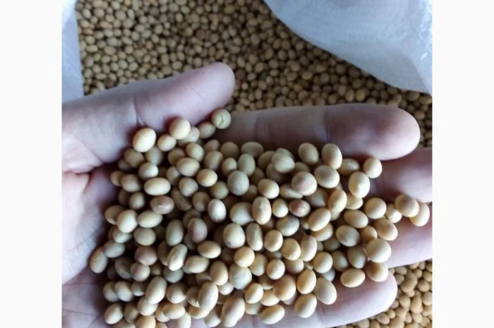 Соя S0009-M2 під раундап- фото № 1