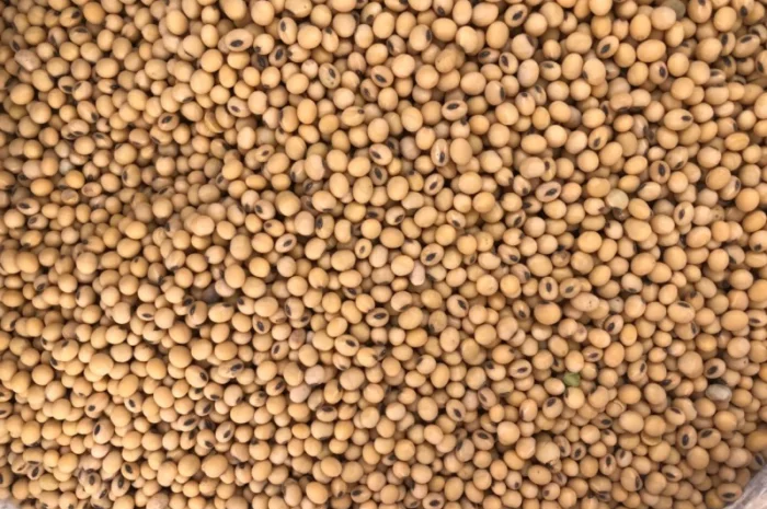 Насіння ранньої сої- фото № 1