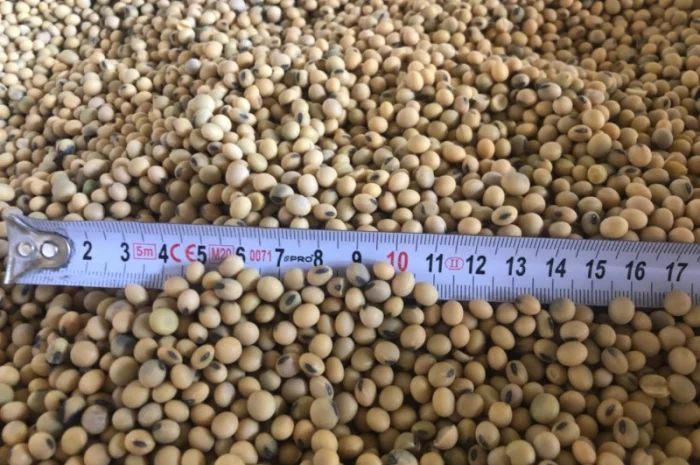 Насіння ранньої сої- фото № 2