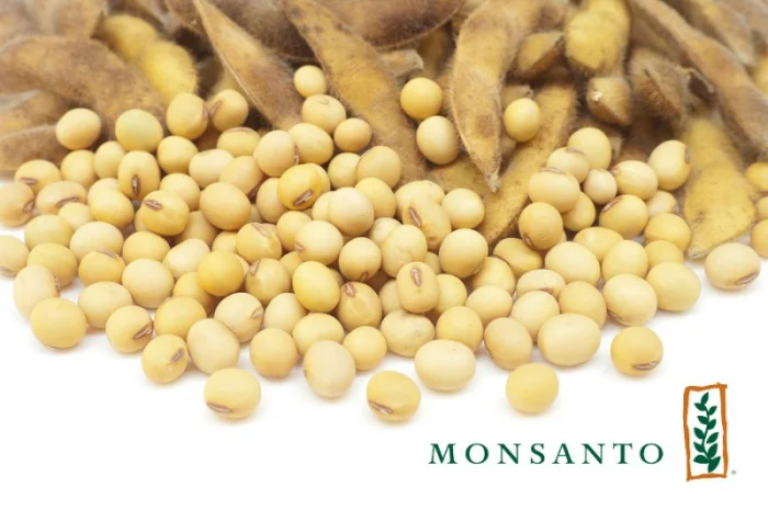 Соя устойчивая к раундапу – продажа семян- фото № 1