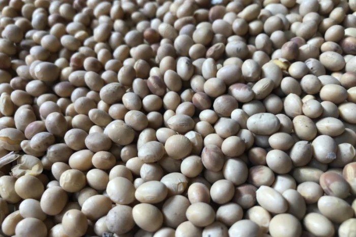 Продажа сои объемом 1000 тонн- фото № 1