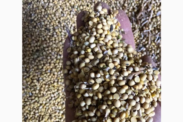 Соя половинка- фото № 1