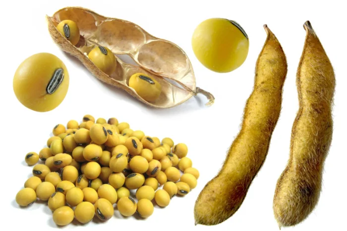 Купуємо сою. Заберемо з поля- фото № 1