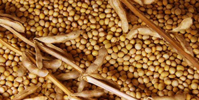 Закупівля сої будь-якої якості- фото № 1