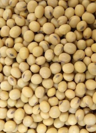 Куплю сою. Заберу своим транспортом- фото № 1