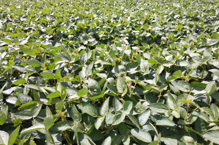 Соя насіння «PS 1401» - ранній сорт- фото № 1