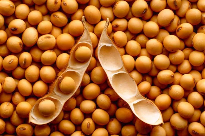 Соя насіння «PS 1401» - ранній сорт- фото № 2