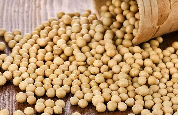 Семена сои Конор – 1-я репродукция- фото № 4