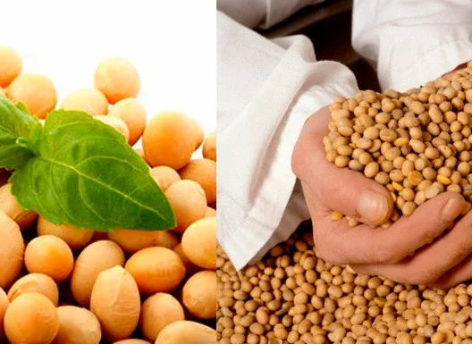 Семена сои Конор – 1-я репродукция- фото № 5