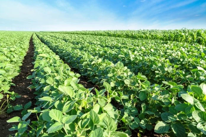 Семена сои сорта Вильшанка- фото № 2