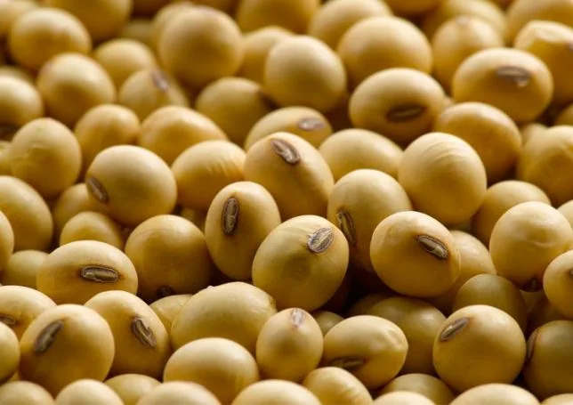 Семена сои Алмаз – раннеспелый сорт- фото № 2