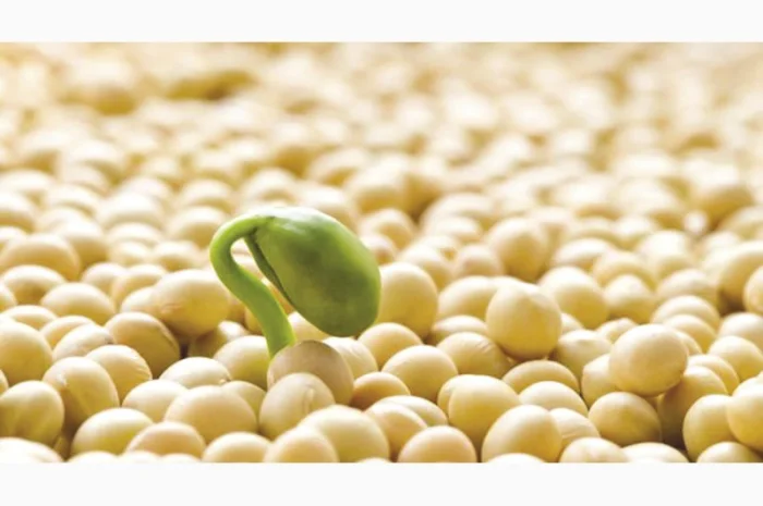 Семена сои Алмаз – раннеспелый сорт- фото № 8