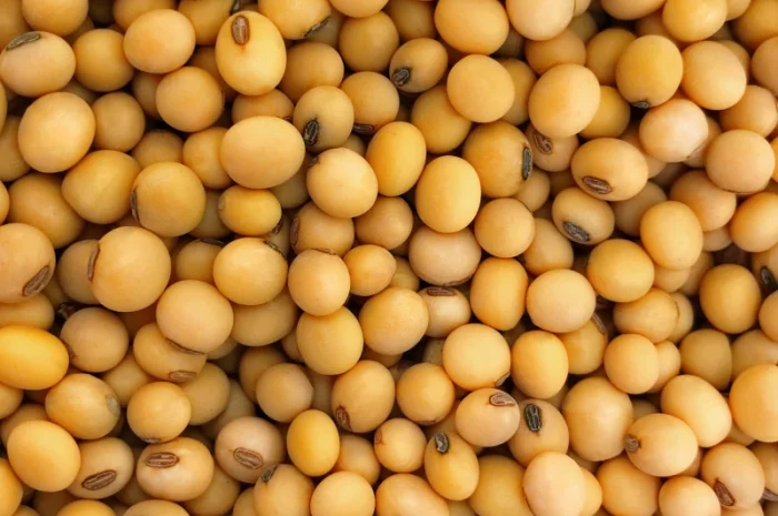 Продаж насіння сої сорту Кентуккі 1-Р- фото № 1