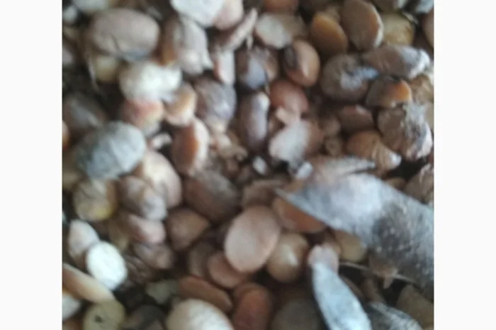 Куплю СОЮ- фото № 2