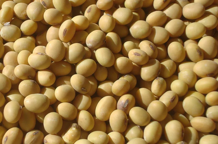 Куплю СОЮ на переробку соя- фото № 1