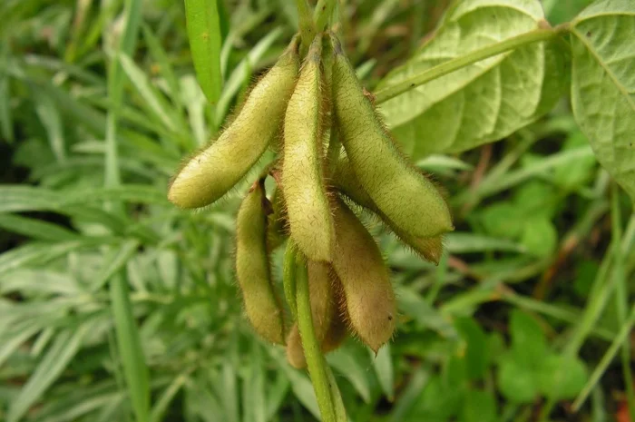 Куплю Сою- фото № 1