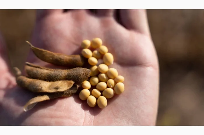 Купимо соєві висівки- фото № 1