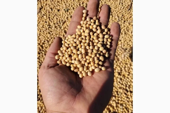 Куплю сою постійно. Запрошую до партнерства посередників- фото № 1