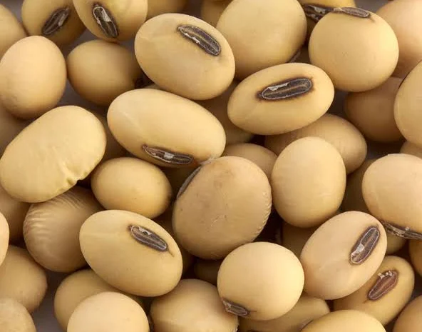 Закуповую Сою Хмельницька обл- фото № 1