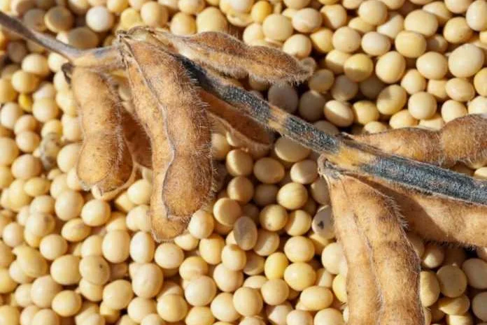 Куплю Сою Волинська обл- фото № 1