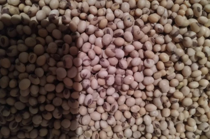 Насіння сої Аполло, середньо-ранній сорт, у продажу- фото № 1