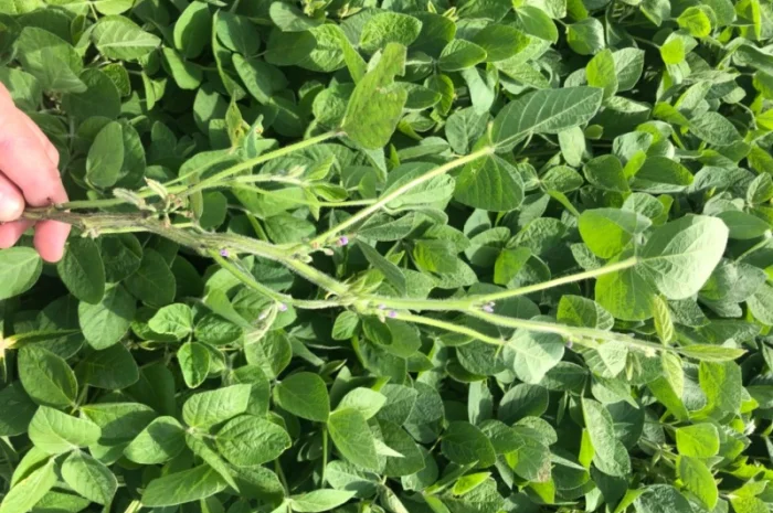 Соя рання посівна- фото № 1