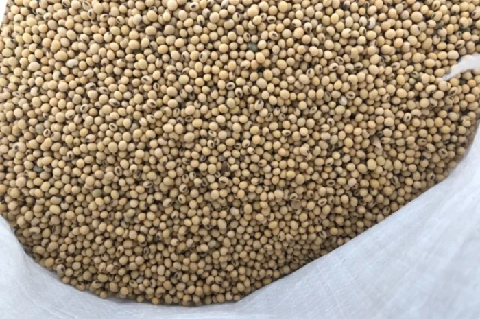 Соя рання посівна- фото № 2