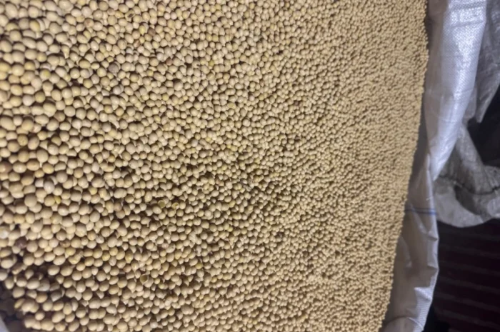 Соя на насіння сорт Хайпро ГМО- фото № 1