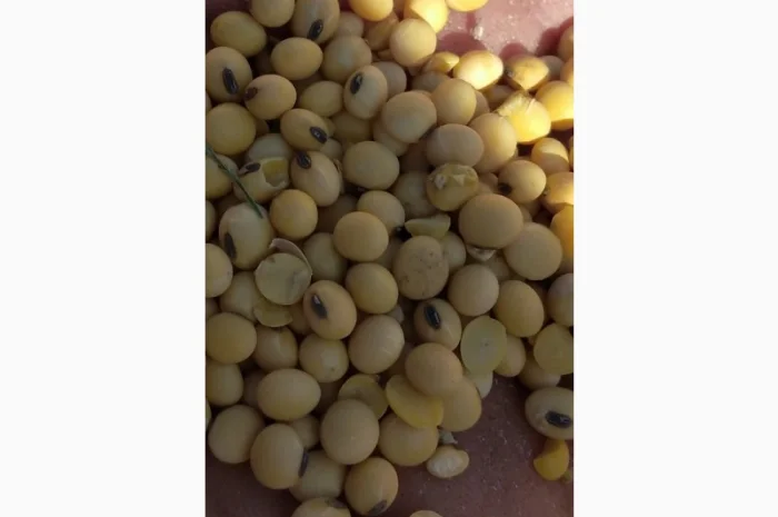 Куплю рипк Гречиху сою соняшник кукурузу пшеницю- фото № 1